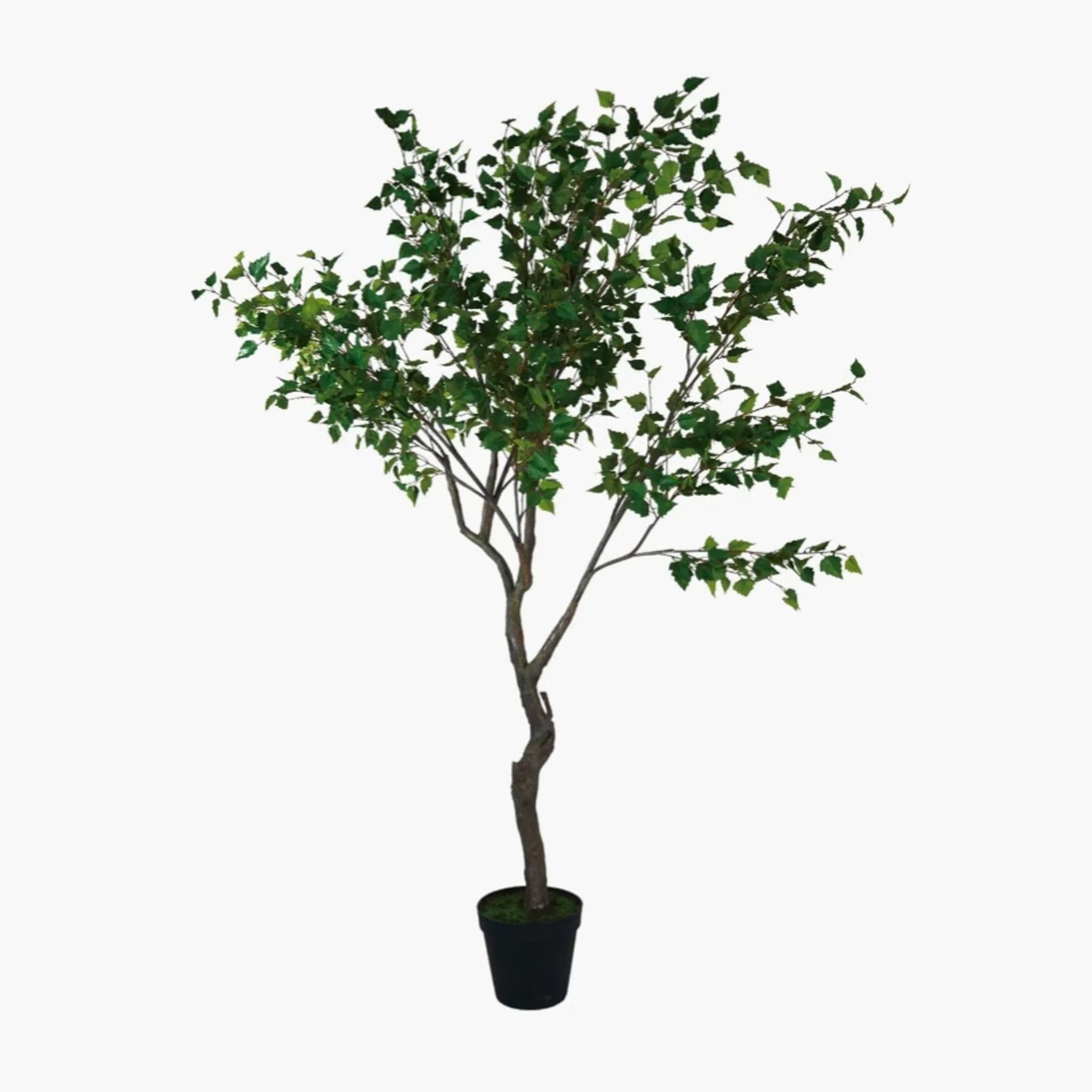 Havenly Faux Birch Tree in Pot - Image 1