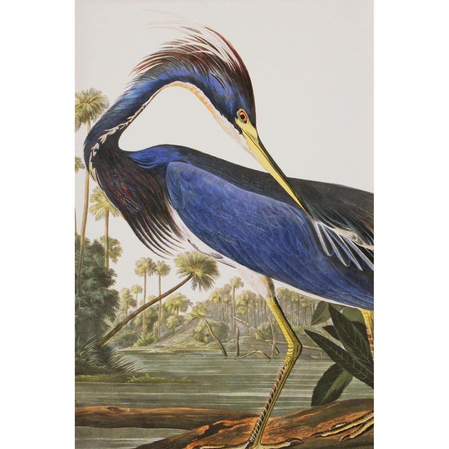 Framed Retouched Print Blue Heron - Thumbnail 2