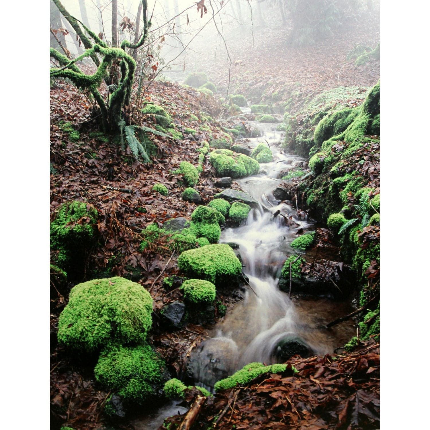 'Moss and Fog - a Valley Stream' Framed LE Print By Paul & Marilyn Peck - Thumbnail 2