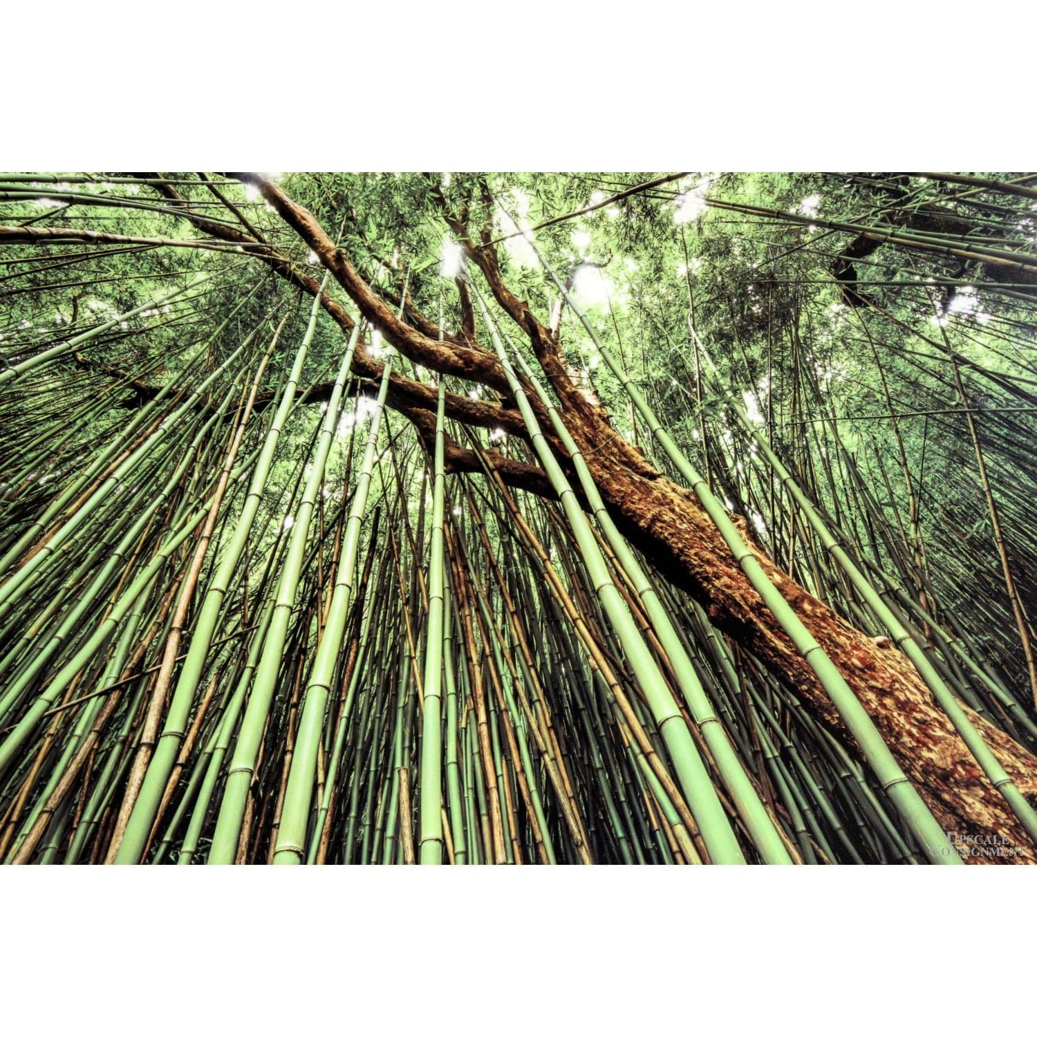 Infused Aluminum Print "Expansion" by Peter Blanchard - Thumbnail 2