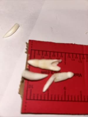 Louisiana,A.S.A. Aligator Teeth. - Thumbnail 2