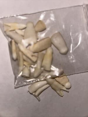 Louisiana,A.S.A. Aligator Teeth. - Image 1