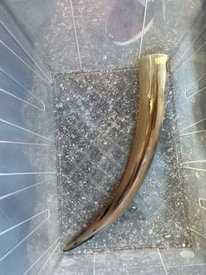 1 Polished Cow Horn Natural Colored - Thumbnail 4