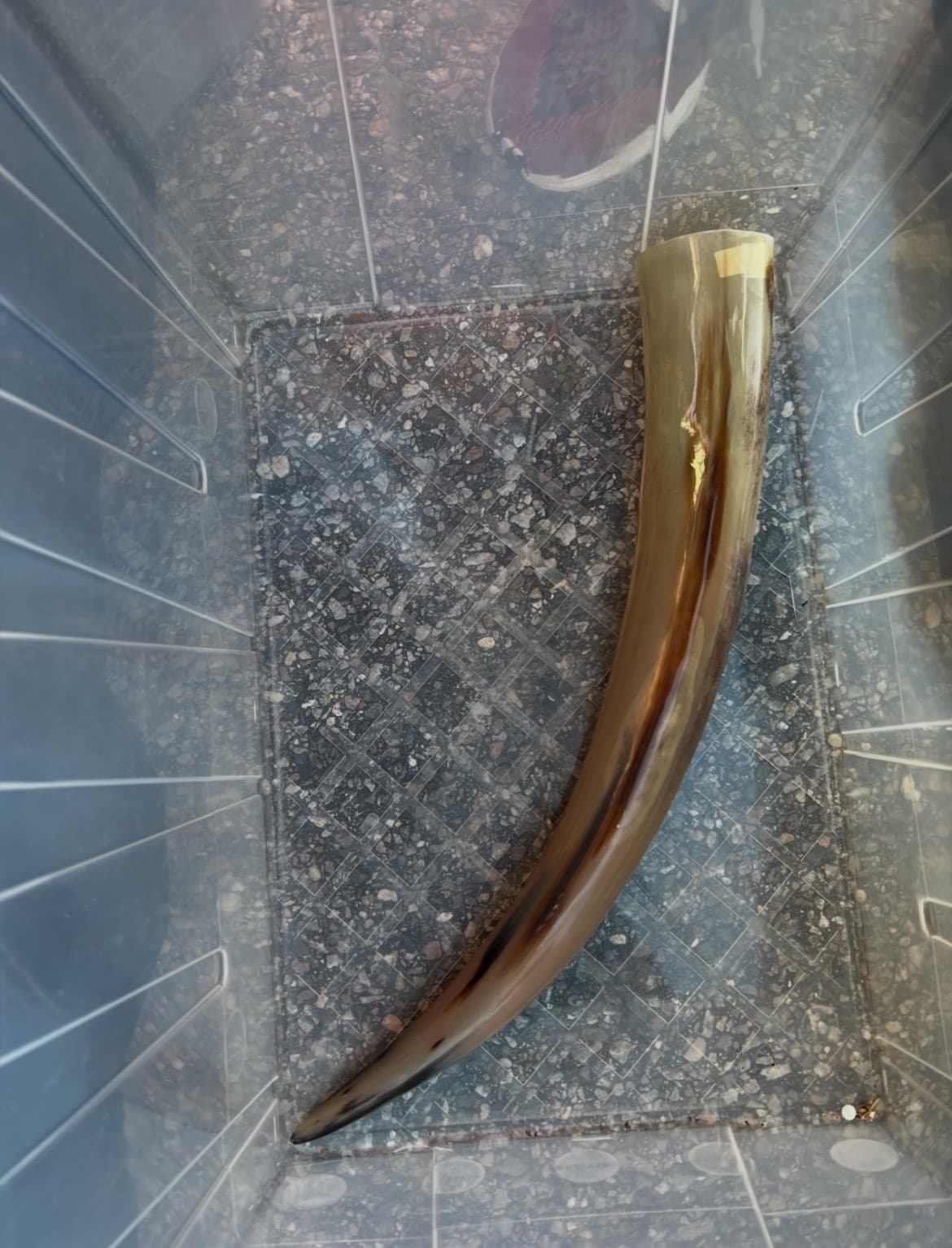 1 Polished Cow Horn Natural Colored - Thumbnail 12