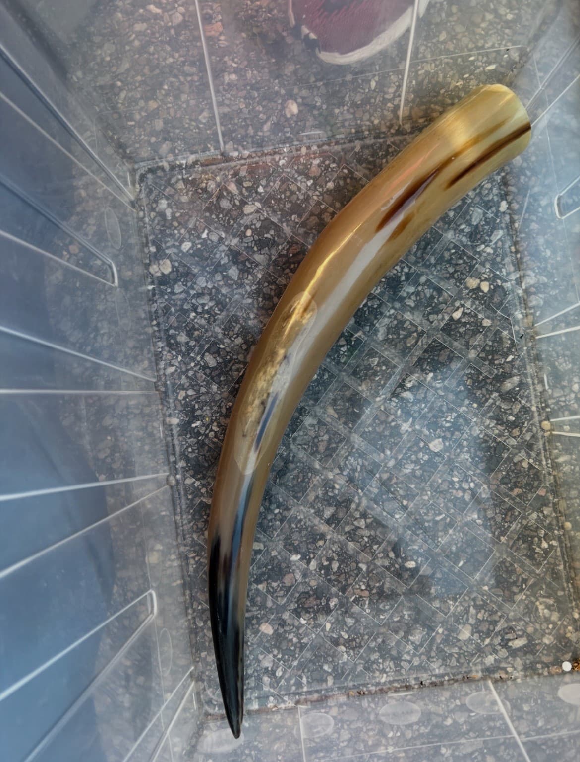 1 Polished Cow Horn Natural Colored - Thumbnail 11