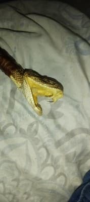 Real Rattlesnake Head With Obsidian Stone Blade - Thumbnail 3