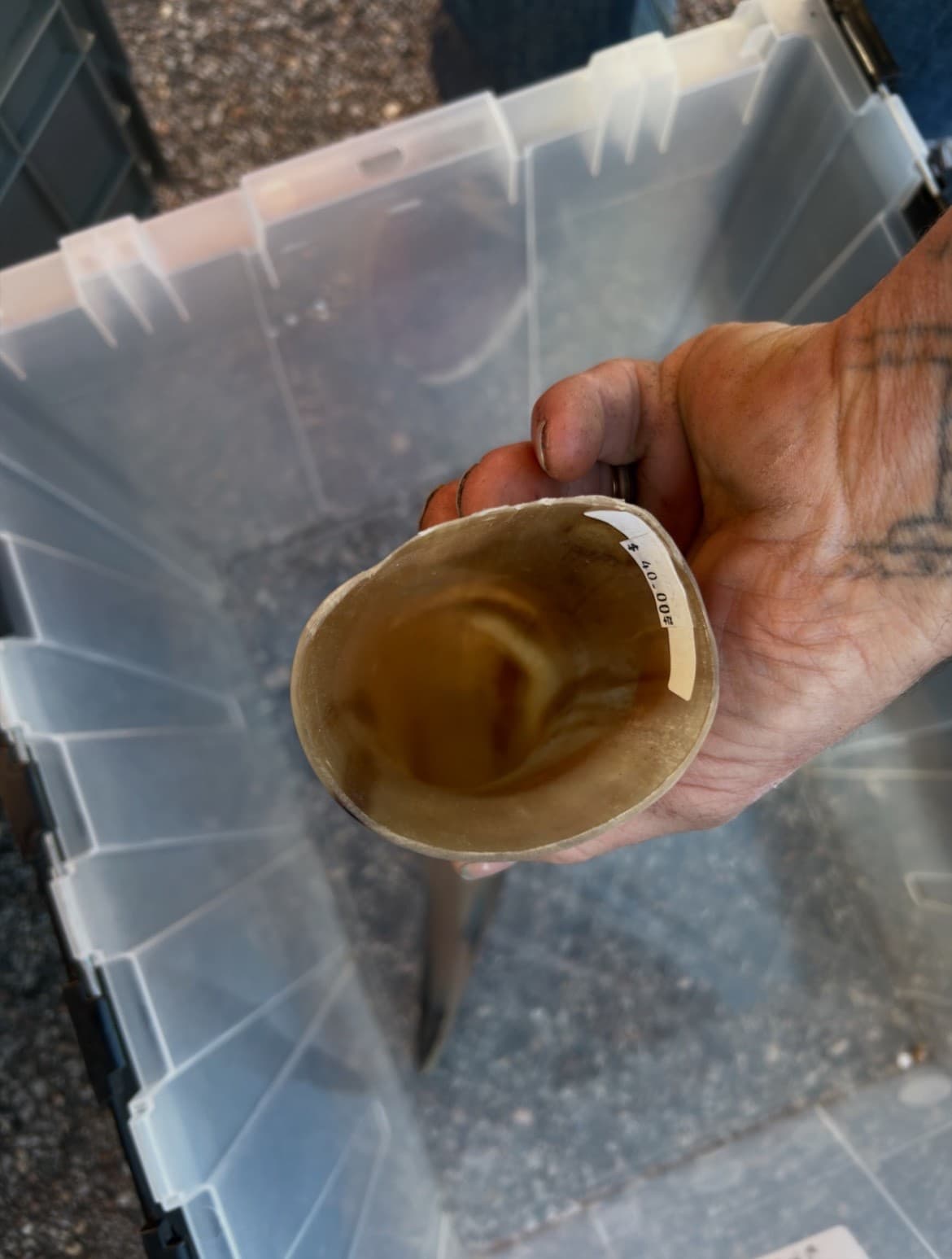 1 Polished Cow Horn Natural Colored - Thumbnail 13