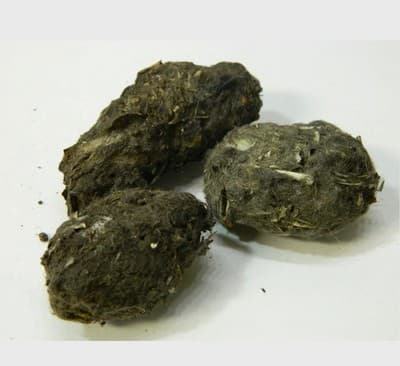 Jumbo Owl Pellet with Real Animal Bones: Classroom Oddity Science/Biology - Thumbnail 3