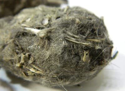 Jumbo Owl Pellet with Real Animal Bones: Classroom Oddity Science/Biology - Image 1