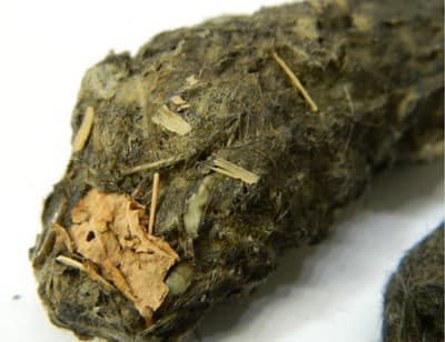 Jumbo Owl Pellet with Real Animal Bones: Classroom Oddity Science/Biology - Thumbnail 2