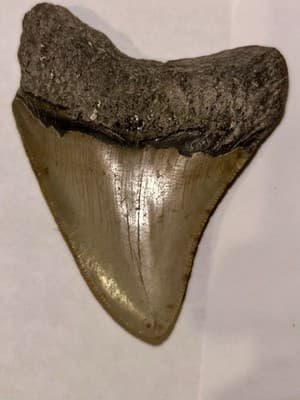 2.5” Megladon Shark Tooth Fossil-Authentic Prehistoric Tooth-Display Specimen - Thumbnail 2