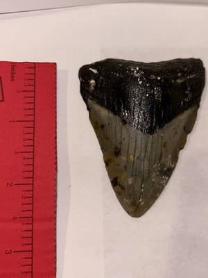 2.25”Megladon Shark Tooth Fossil – Authentic Prehistoric Tooth Display Specimen - Thumbnail 2