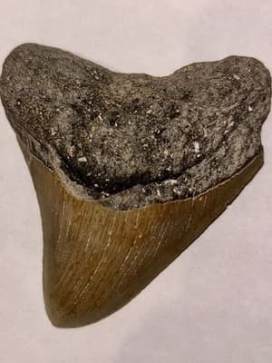 2.5” Megladon Shark Tooth Fossil-Authentic Prehistoric Tooth-Display Specimen - Image 1
