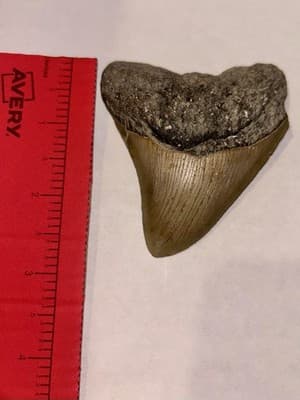 2.5” Megladon Shark Tooth Fossil-Authentic Prehistoric Tooth-Display Specimen - Thumbnail 3