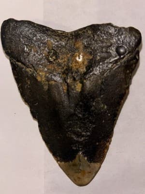 2.25”Megladon Shark Tooth Fossil – Authentic Prehistoric Tooth Display Specimen - Thumbnail 3