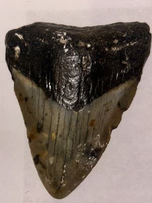 2.25”Megladon Shark Tooth Fossil – Authentic Prehistoric Tooth Display Specimen - Image 1
