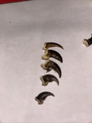20 Racoon Claws - Image 1