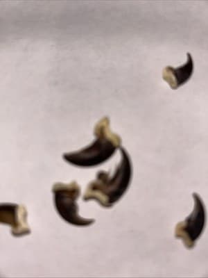 20 Racoon Claws - Thumbnail 2