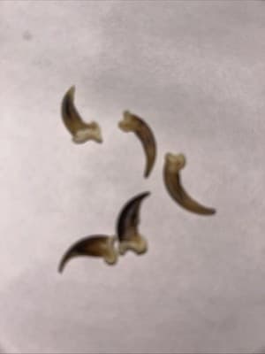 Real Skunk Claw 4 Claws Per Order - Thumbnail 3
