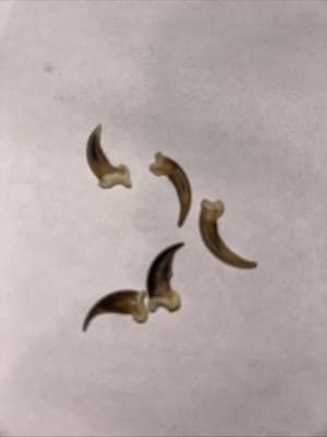 Real Skunk Claw 4 Claws Per Order - Thumbnail 4