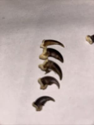 20 Racoon Claws - Thumbnail 3