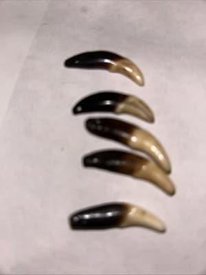 Coyote Claws - Image 1