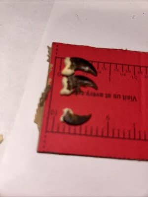 20 Racoon Claws - Thumbnail 4