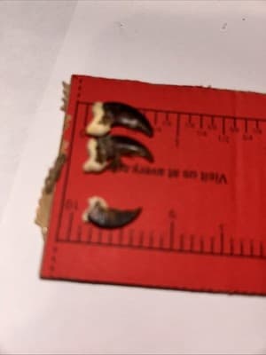 20 Racoon Claws - Thumbnail 5