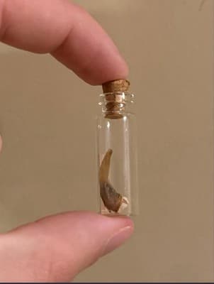 Real Skunk Claw 4 Claws Per Order - Image 1