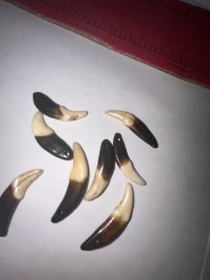 Coyote Claws - Thumbnail 2