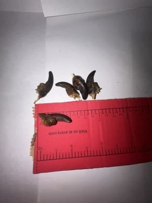 Wild Turkey Claw In A Glass Jar - Thumbnail 3