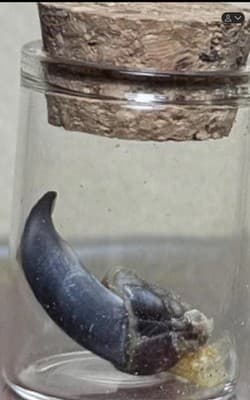 Wild Turkey Claw In A Glass Jar - Image 1