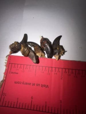 Wild Turkey Claw In A Glass Jar - Thumbnail 4