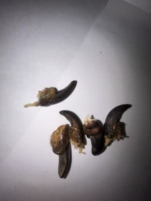 Wild Turkey Claw In A Glass Jar - Thumbnail 2