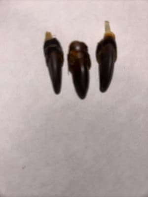 Wild Turkey Claw In A Glass Jar - Thumbnail 6