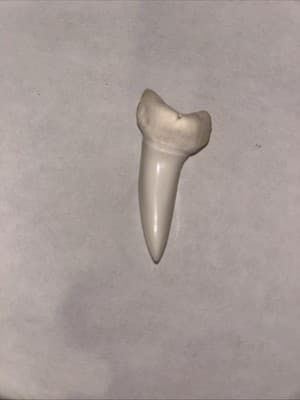 Large 2” Maco Shark Tooth Pendant - Image 1