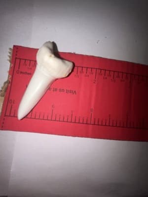 Large 2” Maco Shark Tooth Pendant - Thumbnail 2