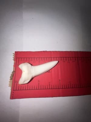 Large 2” Maco Shark Tooth Pendant - Thumbnail 3