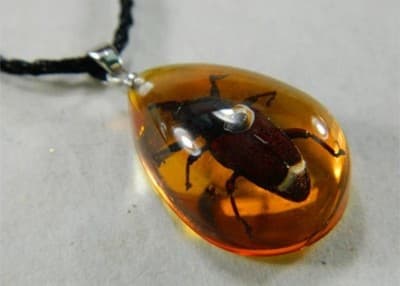 38 mm Real Beatle Pendant - Image 1