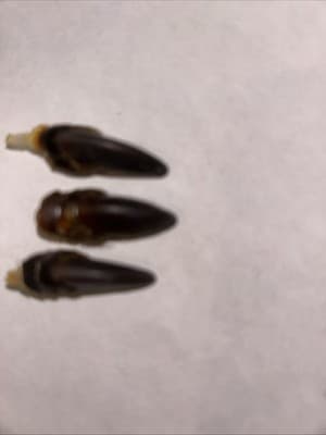 Wild Turkey Claw In A Glass Jar - Thumbnail 5