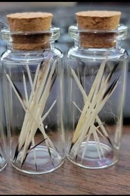 Jar Of 10 Real Porcupine Quills For Jewelry Making - Image 1