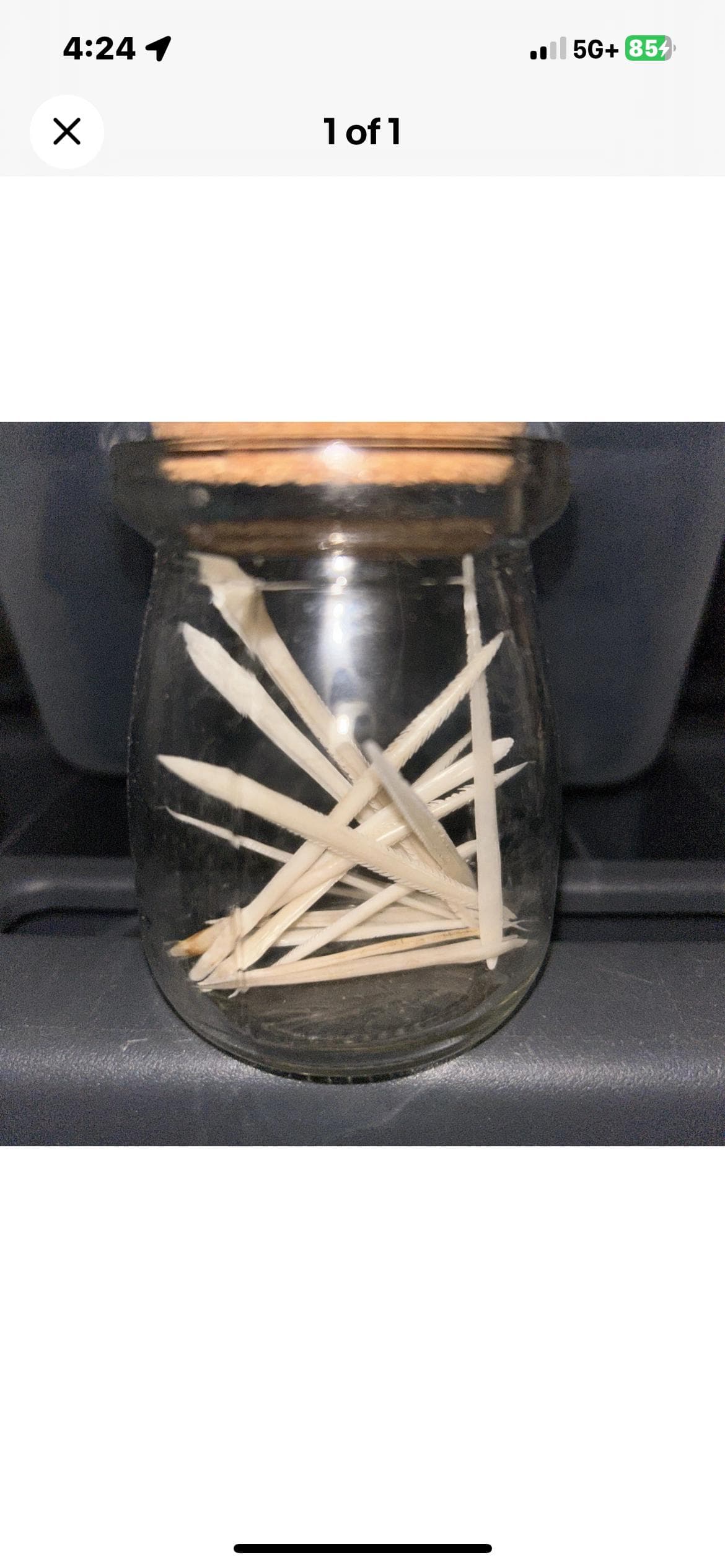 25 Ethically Sourced Stingray Barbs | Jewelry Making, Ocean Curiosities - Image 1