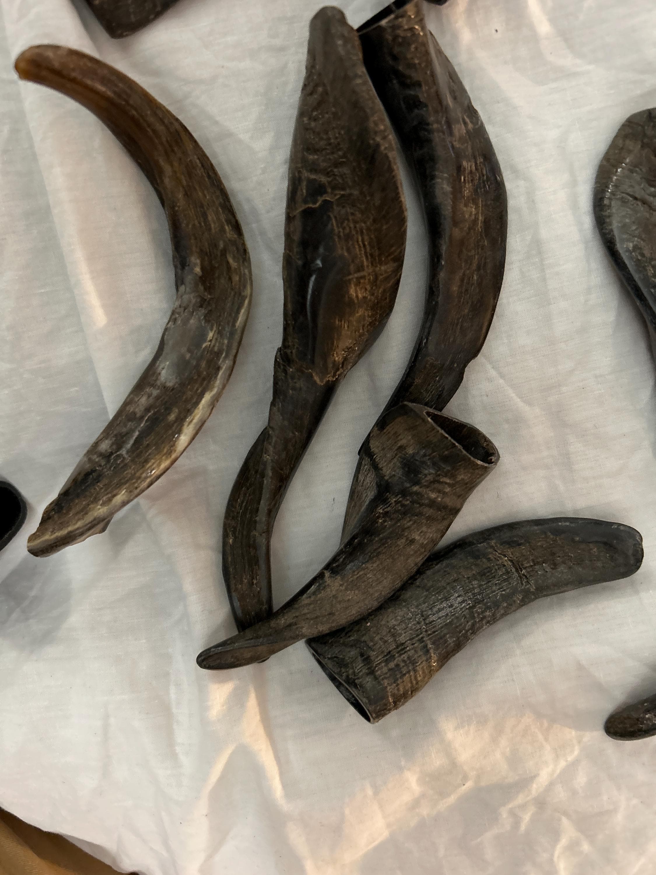 Polished Goat horn tips made from natural goat horns. - Thumbnail 3