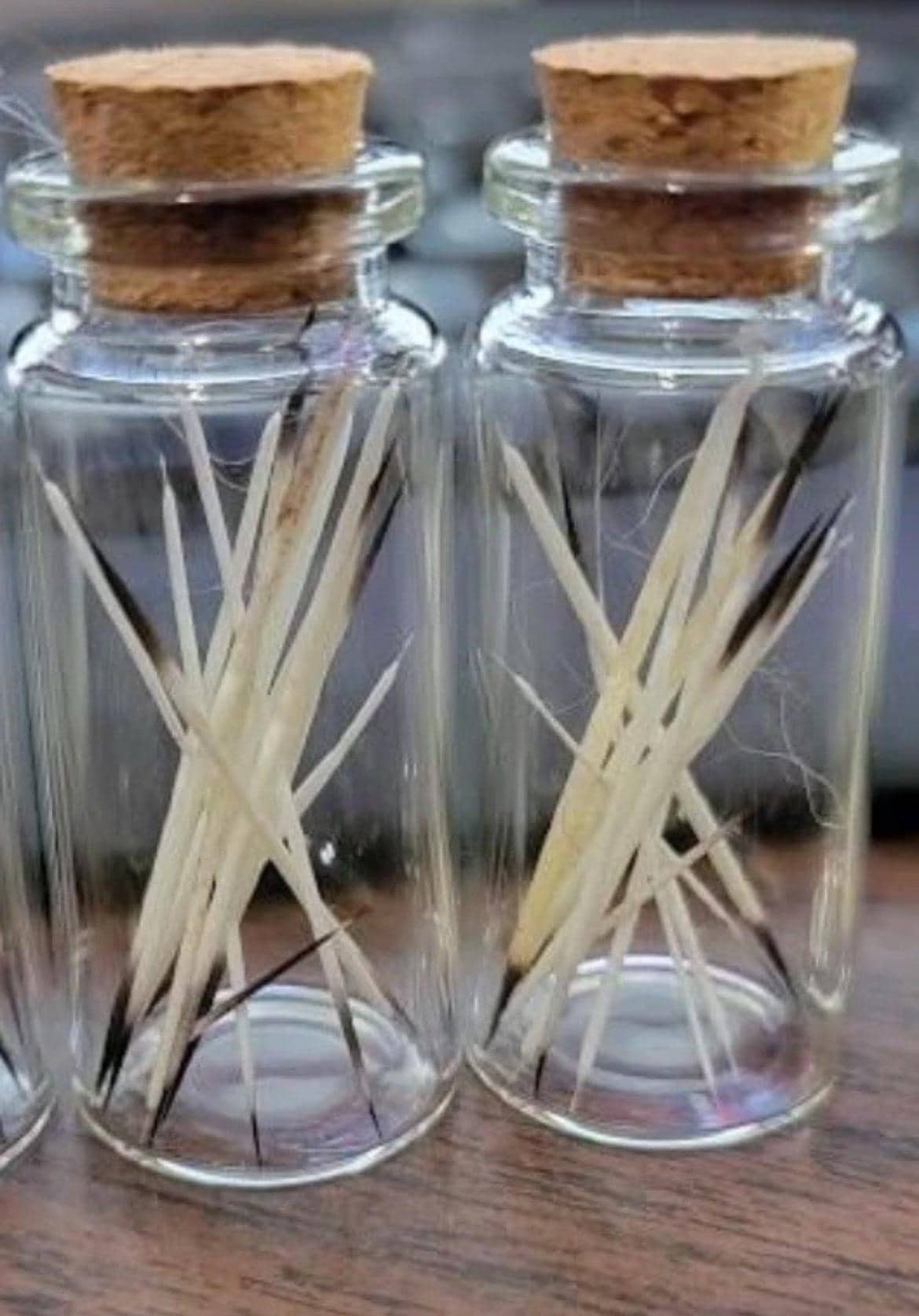 25 Ethically Sourced Porcupine Quills (1-3") | Natural Craft Supplies - Thumbnail 2