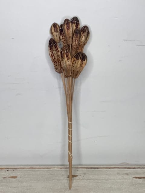 *NEW* Natural Mahogany Pod/Stem - Image 1