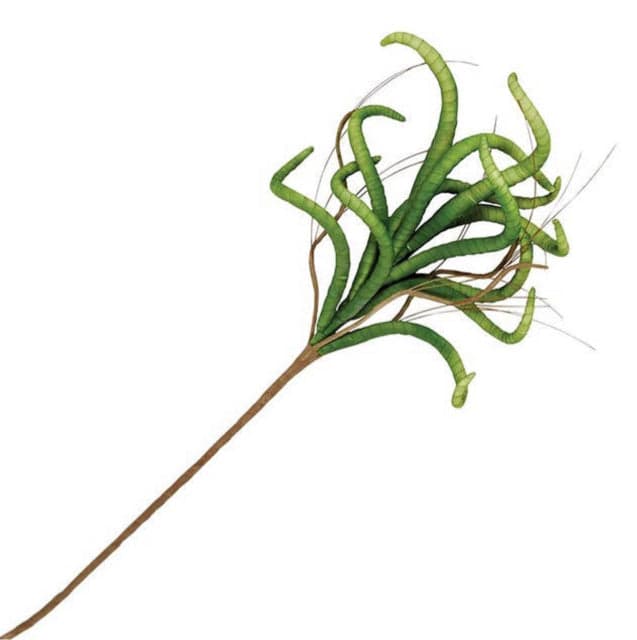 *NEW* Corkscrew Willow Floral Stem - Image 1