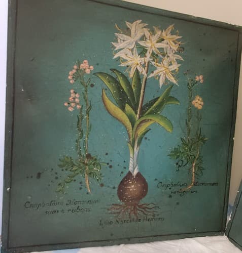 Two Palma Christi Ornithogalum Pannonicum Painting Home Decor - Thumbnail 2