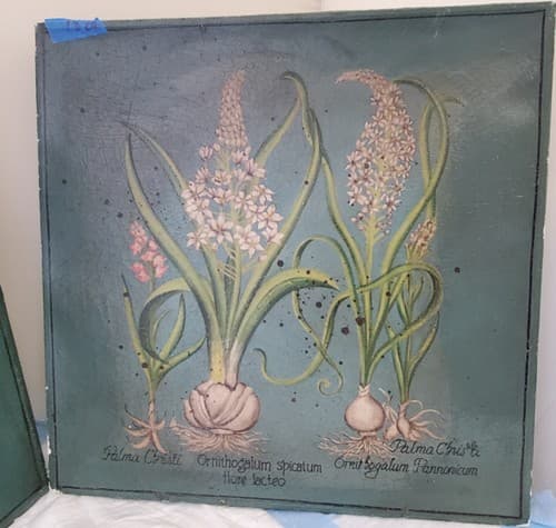 Two Palma Christi Ornithogalum Pannonicum Painting Home Decor - Thumbnail 3