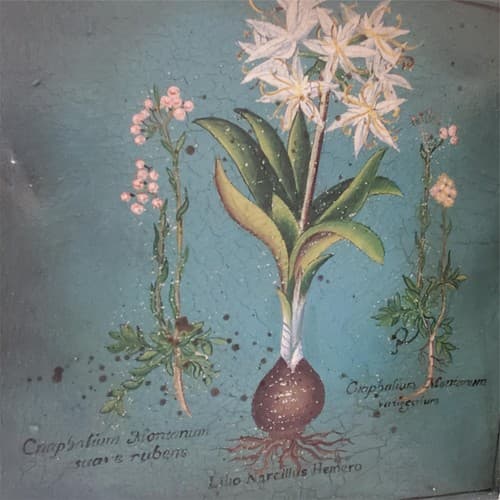 Two Palma Christi Ornithogalum Pannonicum Painting Home Decor - Thumbnail 4
