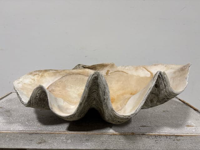 Giant Clam Shell